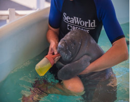 SeaWorld® Rescue Tour